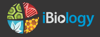 New iBiology videos focus on young scientists